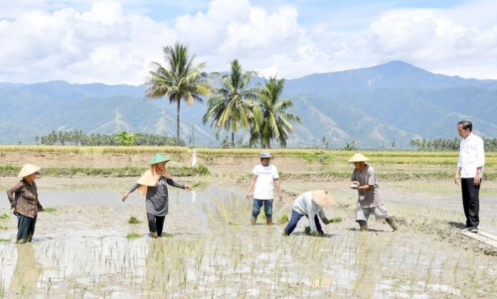Presiden Jokowi Tinjau Panen Raya di Kabupaten Sigi