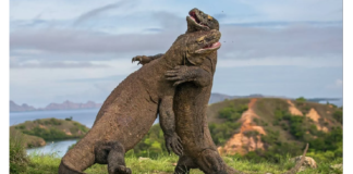 Masuk Dalam Deal Tarif, Indonesia Wajib Berantas Penjualan Satwa Liar